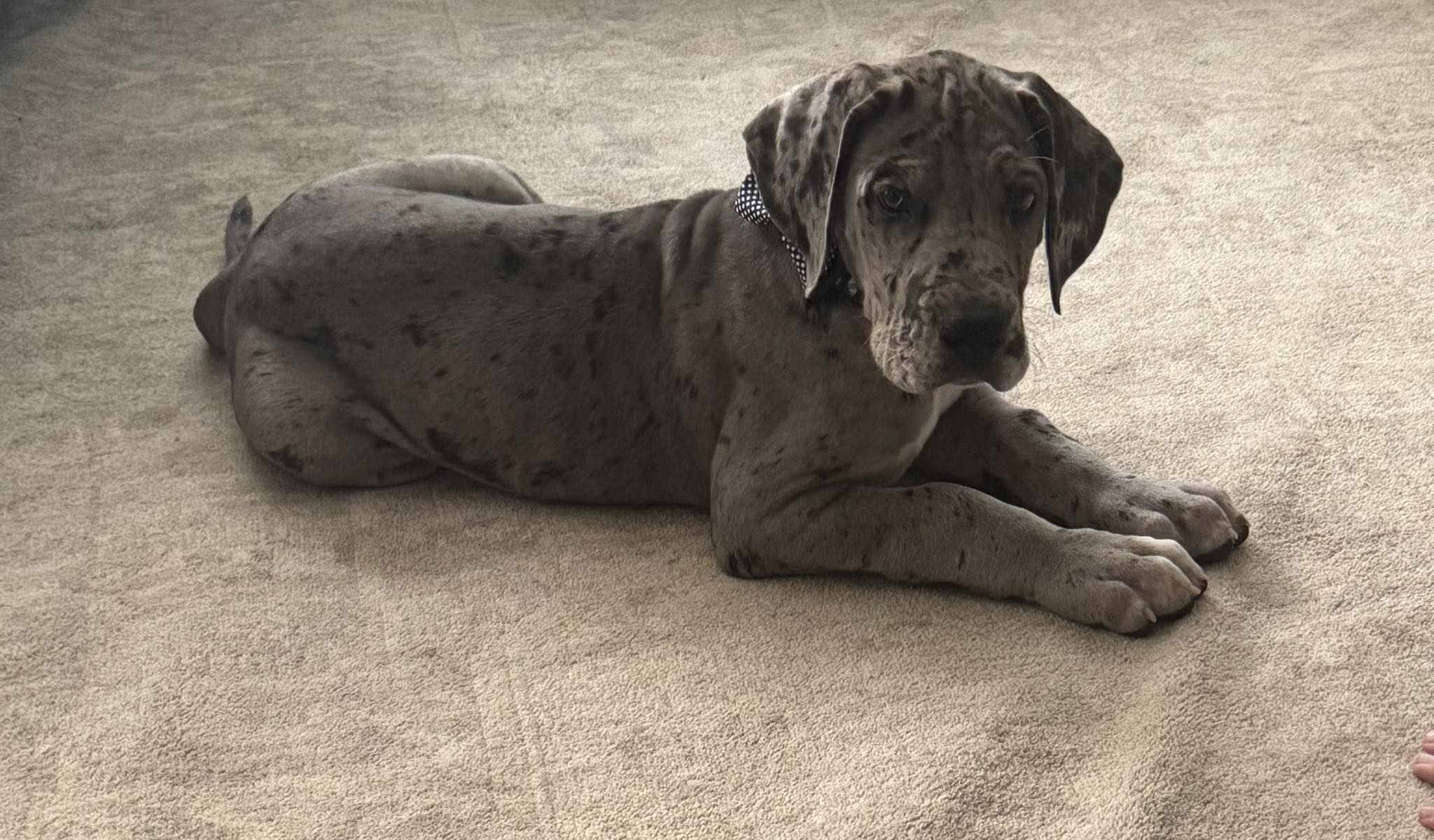 Morpheus at 9 weeks.