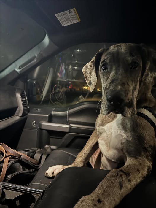 Morpheus is definitely a back seat driver.