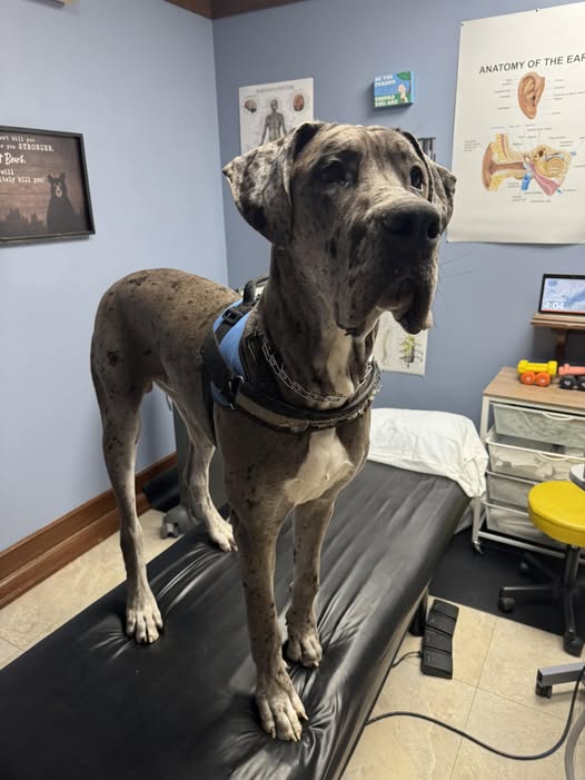 Morpheus, our new therapy dog in training.